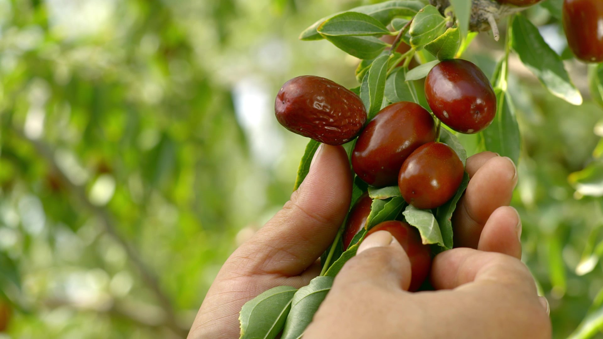 1749279790630659.jpg 采摘.jpg