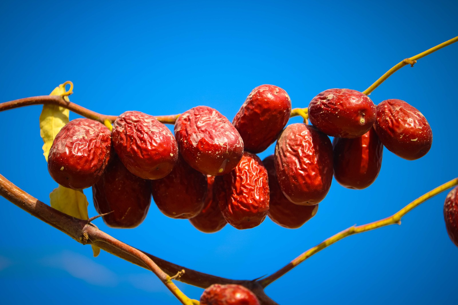 24吊干枣.jpg 24吊干枣.jpg