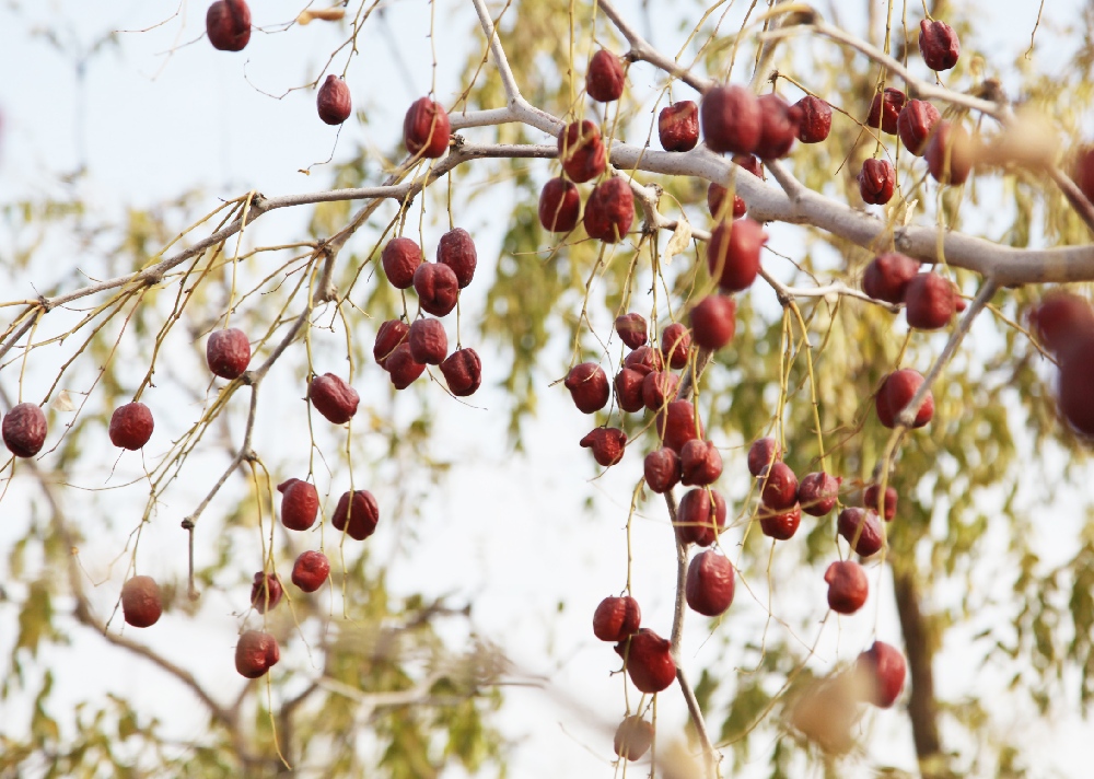 若羌 (35)(1).JPG 若羌 (35)(1).JPG