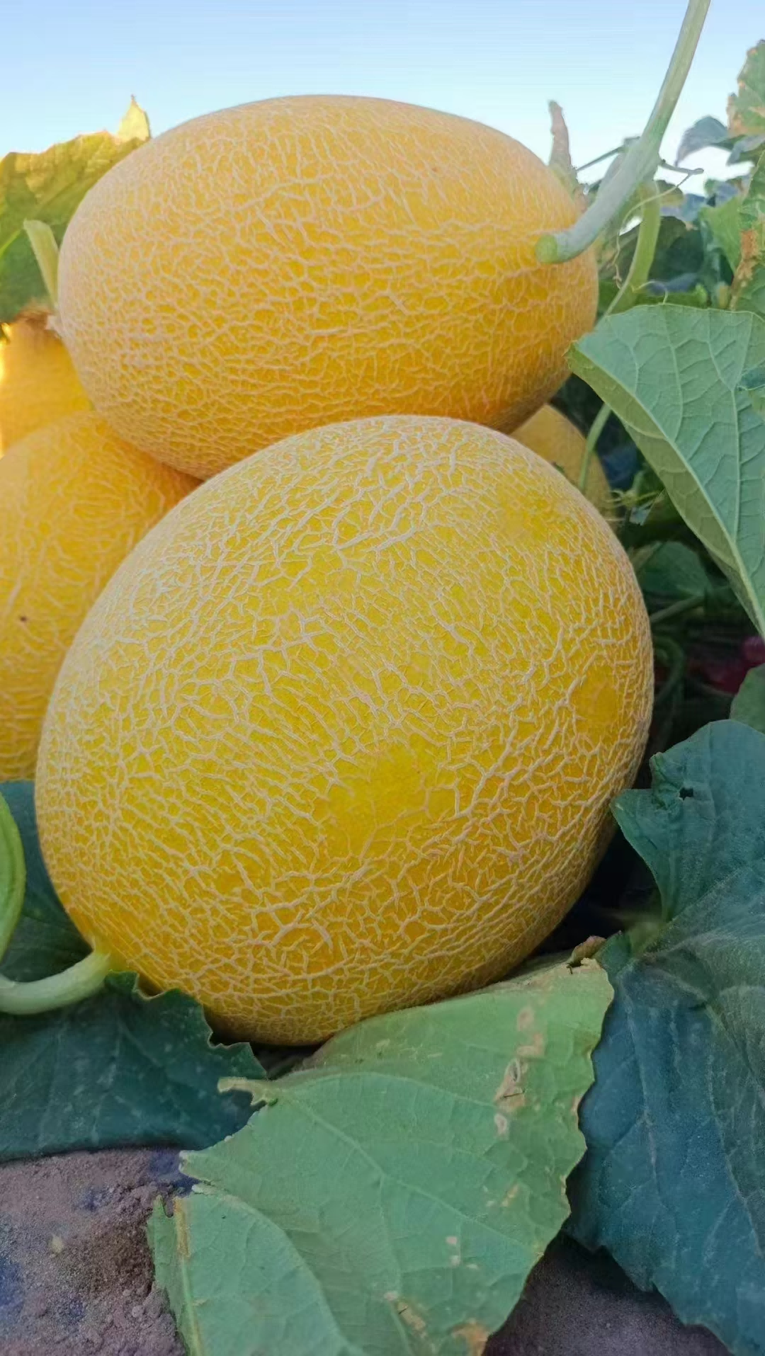 1753760337288309.png 图片3.png