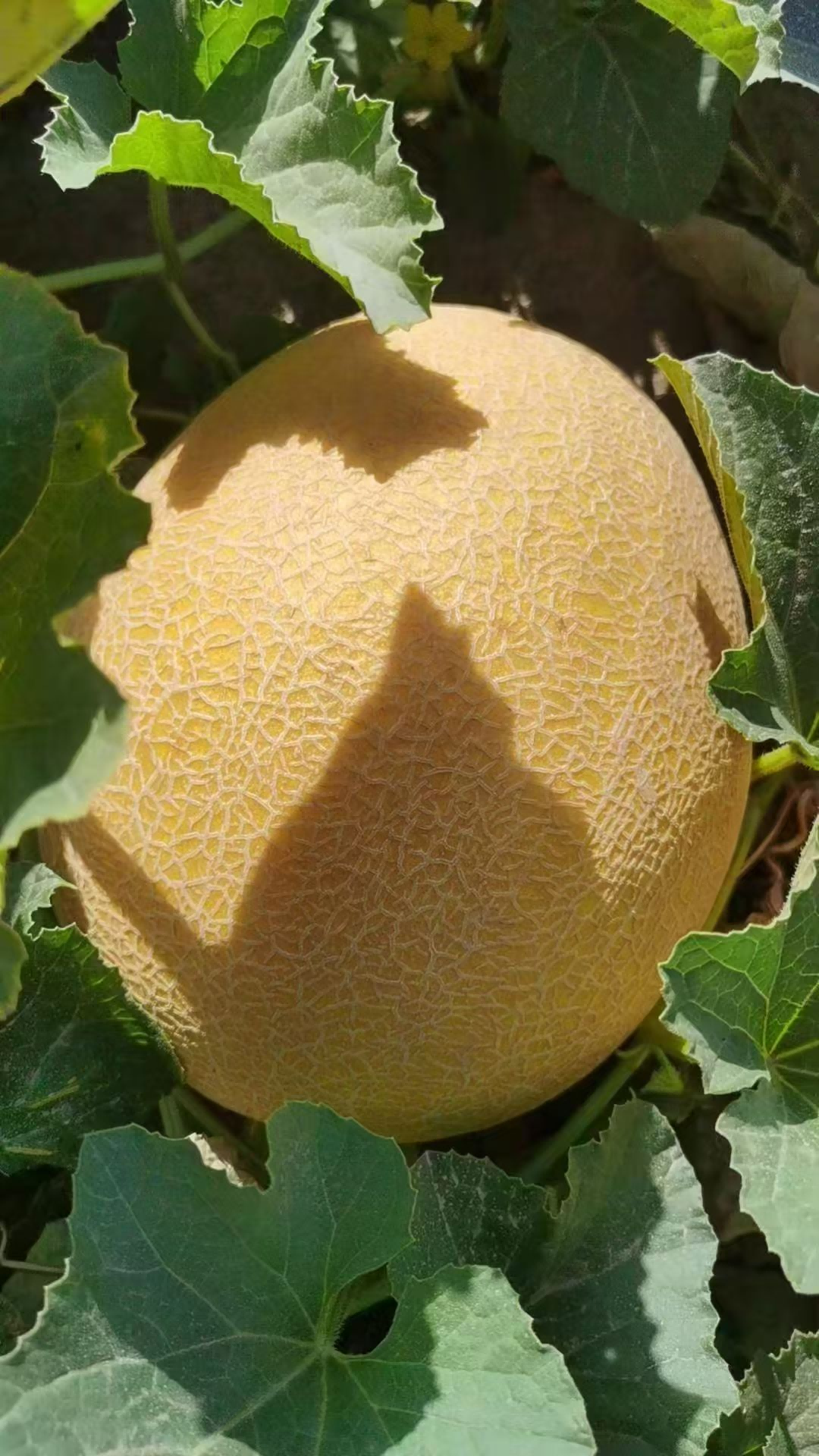 1753760344518741.png 图片4.png